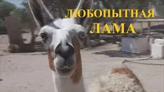 Зоопарк Фригия, Тунис, путешествие в огромный африканский ЗООПАРК ч. 5/ Friguia Zoo, Tunisia