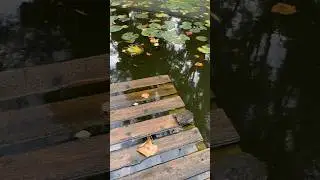 🇷🇴 Parcul Zăvoi din R&acirc;mnicu V&acirc;lcea