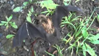 Bat Release Fail