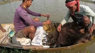 Amazing Cast Net Fishing Skill Catch Big prawn Fish । Net fishing videos