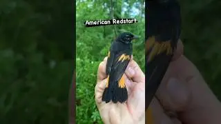American Redstart #birds #berkshires #birdobservatory #nature #flying #redstart #america