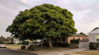 Tipu Tree & Gentle Breeze on 26th Place in San Pedro After Sunset 8:21PM Friday July 18th 2025