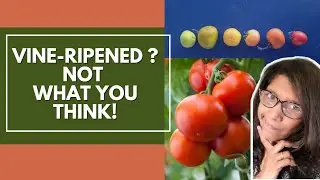 Vine-ripened -misleading for gardeners.  How early can you harvest?