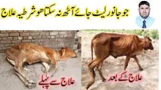 Cow was unable to stand feed and about to die  Treatment gave her a New life