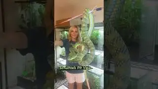 3 Philippine Pit Vipers including Schultze's Pit Viper #venomous #pitvipers #vipers #snake