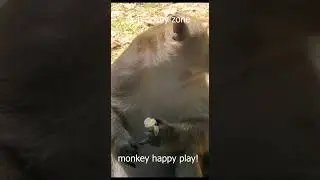 Leader monkey eating boil quail eggs /ak monkey zone/