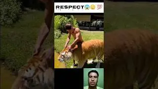 tiger vs man respect king23 &lrm;@WorldofAmazing99plus&nbsp;@MRrespect8M @R_Organism