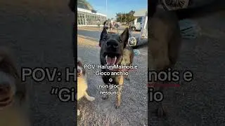 Malinois vs pallone #malinois