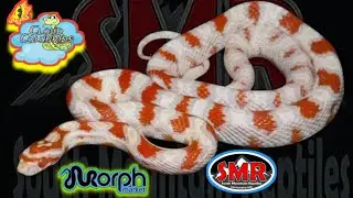 Unboxing My New Snake From Morphmarket: My Snake Collection 2022