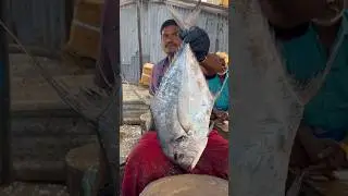 KASIMEDU HUGE FISH CUTTING VIDEO #shorts #speedselvamcutting #kasimeduselvam #shortsfeed #shortfeed
