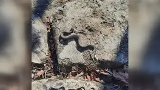 Snakes are coming back out across the Ozarks