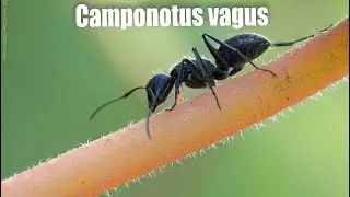 Новая колония муравьёв Camponotus vagus
