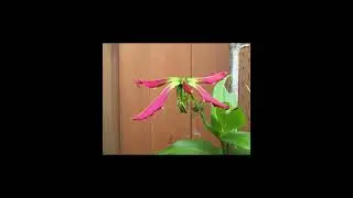 Gloriosa Lily blooming.  Gloriosa lily is also known as Flame Or Fire Lily. #flowers #lily