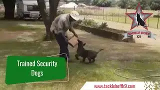 Security Dog Training - Tackle Hoff K9