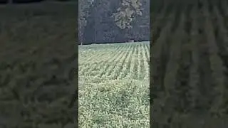 2 good size #Bucks🦌🦌out in the Bean Field in the CounTrySide #Bucks🦌🦌#Merica🇺🇸🇺🇸#YeeYee🦌🇺🇸🦃🦅#USA🇺🇸🦅