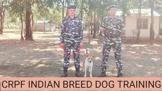 CRPF training of Indian breed dog