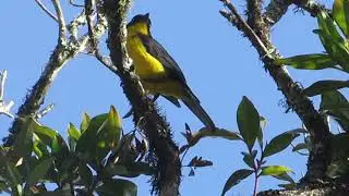Santa marta mountain Tanager