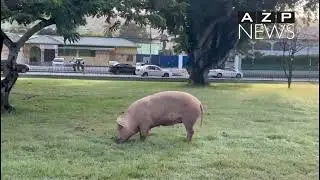 Lost pig? A pig grazing in Memorial Park this morning captured the attention of onlookers