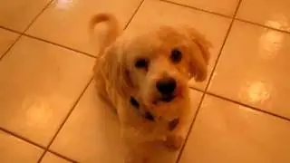 ADOPTED - Cute girl rescued from shelter - visit:  