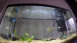 Perch being fed/Fodring af aborre
