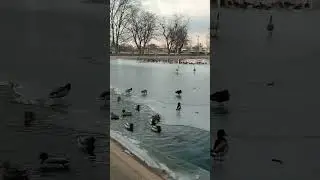 #birds #birdsounds #birdslover #birdspecies #birdwatching #birdsonyoutube #birdphotography