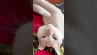 Как меня все задолбали #cat #видосыоткота #цитаты #кот #котофейка #юмор #веселыекоты #котик #красив