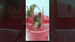 This mouse trap catches and releases safely #mousetrap #mouse
