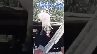 BABOY SA BOBONG #shorts #funny #comedy #memes #animals #pig #funnyanimals #funnypig #viralshorts