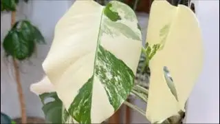 Монстера