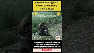 Exceptional video captures the touching moment when two endangered monkeys hug each other #youtube