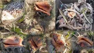 Banyak kerang terjebak di spot ini | kerang ranga