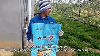 The dosage of using cocoly granular water soluble fertilizer on apple trees