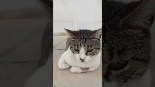 PERD&Oacute;N!!😾FLYCAT.