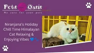 Niranjana&rsquo;s Holiday Chill Time | Himalayan Cat Relaxing & Enjoying Vibes