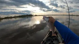 Choupique Bayou Redfish