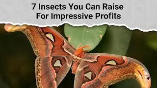 7 Insects You Can Raise For Impressive Profits