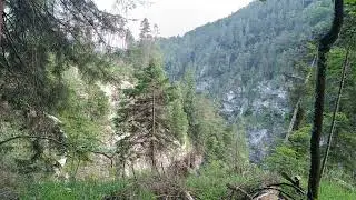 Relaxing Forest Ambience | Birds Singing & Gentle Water Sounds | Keisertal, Austria | 15 Min Video