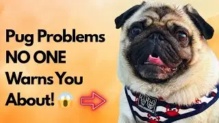 7 Hard Truths Every Pug Dog Owner Knows by Heart