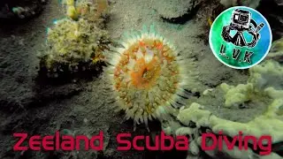 Zeeland Scuba diving / Duiken in de Grevelingen