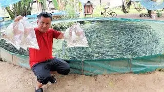 This fish farm is producing thousands of fish every week