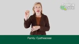 Scaly Tree Fern Irish Sign Language