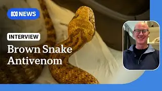 Study into second-most venomous snake suggests tweak to antivenom | ABC NEWS