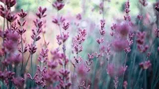 How to Use Lavender Oil | Skin Care