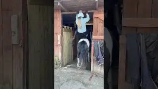 He wouldn&rsquo;t budge!🤣😅 #funny#equine#equestrian#horseriding#trending#ponies#riding#horse#equestrians