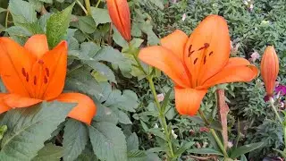 Asiatic  lily  / lilium   प्लांट  भी बोलते है इसको किस तरह  लगाये पूरी care  tips  