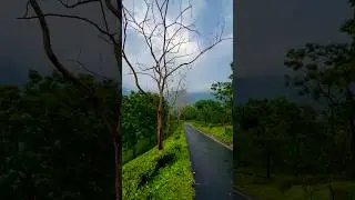Peace ☮️ #nature #youtubeshorts #shorts #shortvideo #shortsfeed