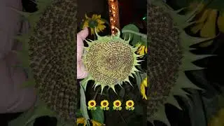 10/28/24 Sunflower update. Still going STRONG! #strong #Sunflower #