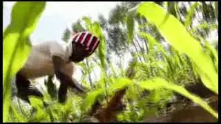 Muler Konso