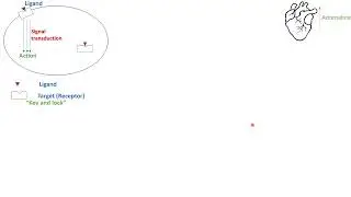 Pharmacodynamics- Agonist, Antagonist & Partial agonist - in Arabic -  بالعربي