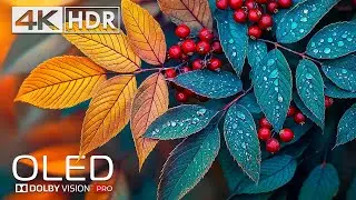 Vivid Colors💥Fantastic 4K HDR 120fps Dolby Vision (8K/12K TV)